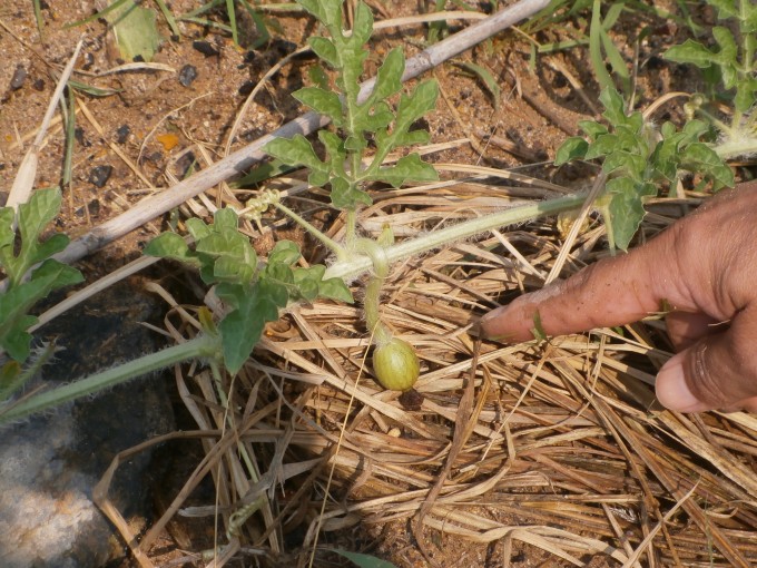 P7201502